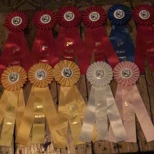 11 Arabian horse show winning ribbons